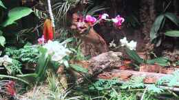 aquarium-von-der-suedamerikaner-paludarium_Orchideen, Bromelien, Tillandsien und Co.