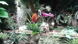 Foto mit Orchideen, Bromelien, Tillandsien und Co.