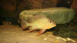 aquarium-von-christian-daniel-becken-1390_Geophagus altifrons Rio Tocantis