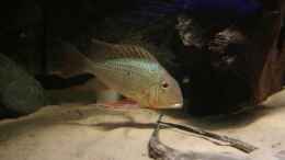 aquarium-von-christian-daniel-becken-1390_Geophagus altifrons Rio Tocantis