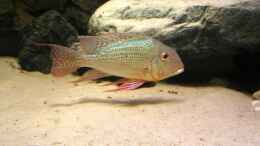 aquarium-von-christian-daniel-becken-1390_Geophagus altifrons Rio Tocantis