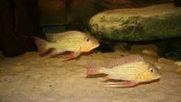 aquarium-von-christian-daniel-becken-1390_Geophagus altifrons Rio Tocantis