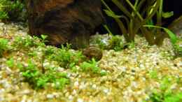 aquarium-von-rob86-mein-juwel-rio-180--_Hemianthus callitrichoides cuba (Kubanisches Perlenkraut)