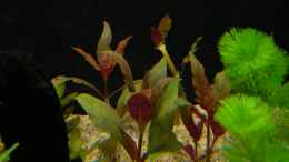 aquarium-von-rob86-mein-juwel-rio-180--_Alternanthera reineckii `Bronze` (Schmalblättriges Papageie