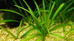 aquarium-von-rob86-mein-juwel-rio-180--_Sagittaria pusilla (Zwergpfeilkraut)