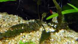 aquarium-von-rob86-mein-juwel-rio-180--_Cryptocoryne wendtii `brown (Brauner Wasserkelch)