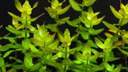 aquarium-von-rob86-mein-juwel-rio-180--_Bacopa monnieri (Kleines Fettblatt)