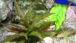 aquarium-von-chrismalawifan-nonmbuna-becken_Cryptocoryne wendtii rot