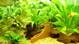 aquarium-von-carsten-mansee-becken-1401_