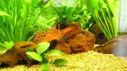 aquarium-von-carsten-mansee-becken-1401_