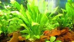 aquarium-von-carsten-mansee-becken-1401_