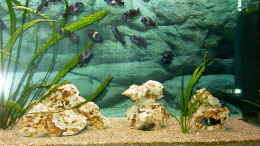 aquarium-von-tobias-noll-becken-1405_