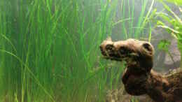 aquarium-von-jens-hug-becken-14098_Vallisneria nana