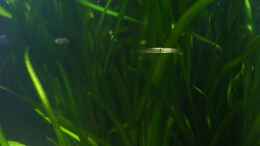 aquarium-von-lumpi-piranha-becken_Vallisneria americana gigantea