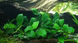 aquarium-von-lumpi-piranha-becken_Anubias barteri nana