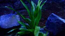 aquarium-von-ducky-duckys-neue-gestalltung_Microsorum pteropus