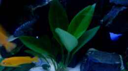 aquarium-von-ducky-duckys-neue-gestalltung_Anubias congensis