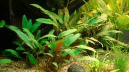 aquarium-von-bernie-124-375l-gesellschaft_Cryptocoryne pondeterifolia