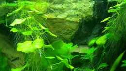 aquarium-von-cristian-r--mendez-becken-14217_