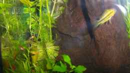 Foto mit Apistogramma cacatuoides Weibchen mit seinen Jungen vor der Höhle