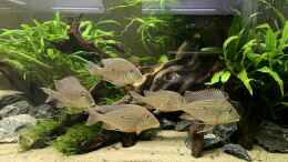 aquarium-von-oliver-bartels-becken-14239_Geophagus Altifrons Rio Tocantins