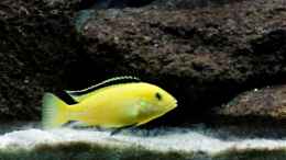 Foto mit Labidochromis yellow