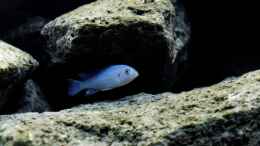 Foto mit Pseudotropheus callainos cobalt (bright blue)