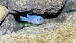 Foto mit Pseudotropheus callainos cobalt (bright blue)