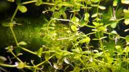 aquarium-von-bunter-fisch-becken-14319_Lindernia rotundifolia