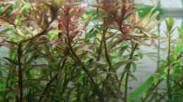 aquarium-von-arami-gurami-furcatus-sunrise-nur-noch-als-beispiel_Rotala