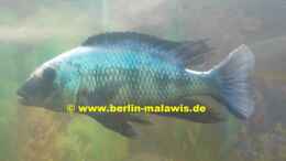 Foto mit Fossorochromis Rostratus - Bock