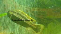 Foto mit Melanochromis Auratus - Bock