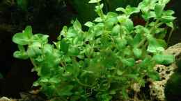 aquarium-von-marcel--nadine-becken-14374_Bacopa caroliniana