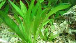 aquarium-von-marcel--nadine-becken-14374_Echinodorus amazonicus