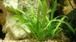 aquarium-von-marcel--nadine-becken-14374_Sagittaria subulata