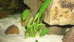 aquarium-von-various77-becken-14379_anubias congensis