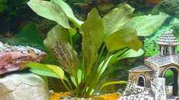 aquarium-von-kleene69-mein-ii--aquariumbecken_Echinodorus Ozelot