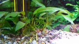 aquarium-von-kleene69-mein-ii--aquariumbecken_Anubias Garbon