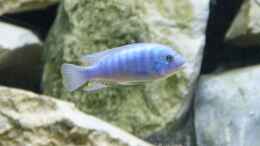 aquarium-von-tom-toms-malawibecken-300_Metriaclima zebra red+blue