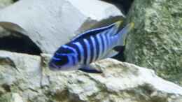 aquarium-von-tom-toms-malawibecken-300_Metriaclima zebra Chilumba Luwio Reef