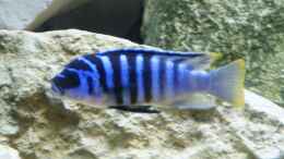 aquarium-von-tom-toms-malawibecken-300_Metriaclima zebra Chilumba Luwio Reef