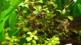 aquarium-von-ed-becken-14476_