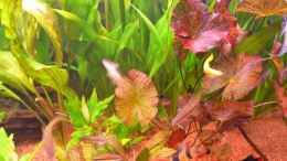 aquarium-von-ed-becken-14476_