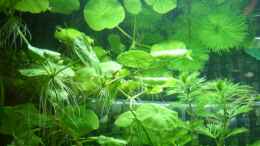 aquarium-von-barabas-becken-14481_