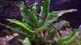 aquarium-von-didi-feuerwasser---nur-noch-beispiel--_Cryptocoryne