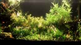 aquarium-von-alex0008-becken-14496_240L