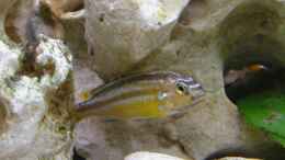 Foto mit Melanochromis auratus