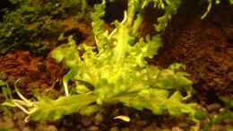 aquarium-von-timo-wuensche-becken-1474_pogostemon helferi