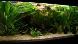 aquarium-von-christian-peuser-becken-1476_Frntansicht