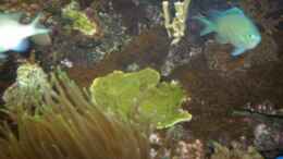 aquarium-von-ex-malawi-becken-14792_Montipora